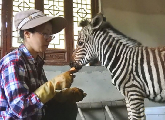 中 렌윈강서 첫 아프리카 얼룩말 태어나