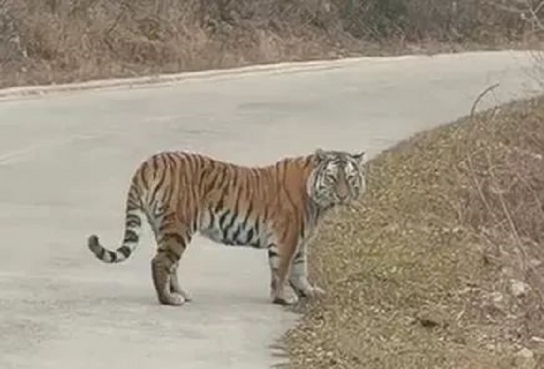中 연변 왕청, 동북범과 마주친 순경