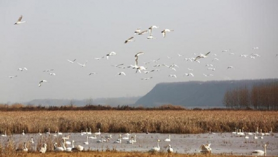 中 허난 링바오, 수 만 마리 백조 황허습지에 날아들어