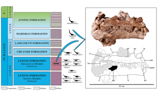 中 윈난서 미지의 공룡화석 발견